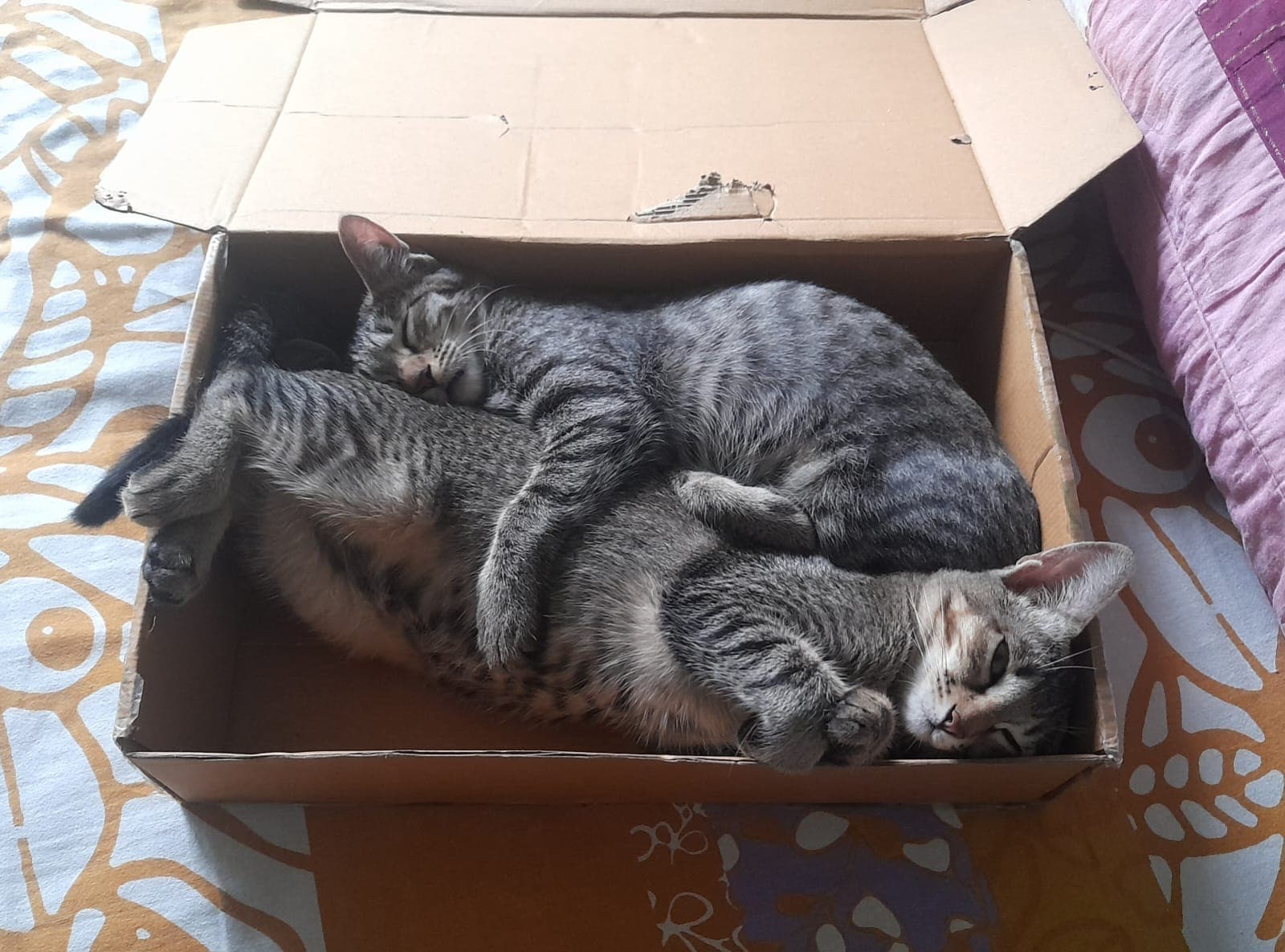 Lilly and Lizzie sleeping curled up together in a cardboard box