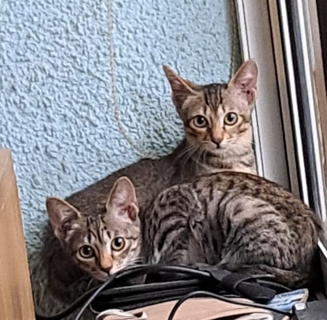 Lilly and Lizzie sitting together on a windowsill, alert and settled