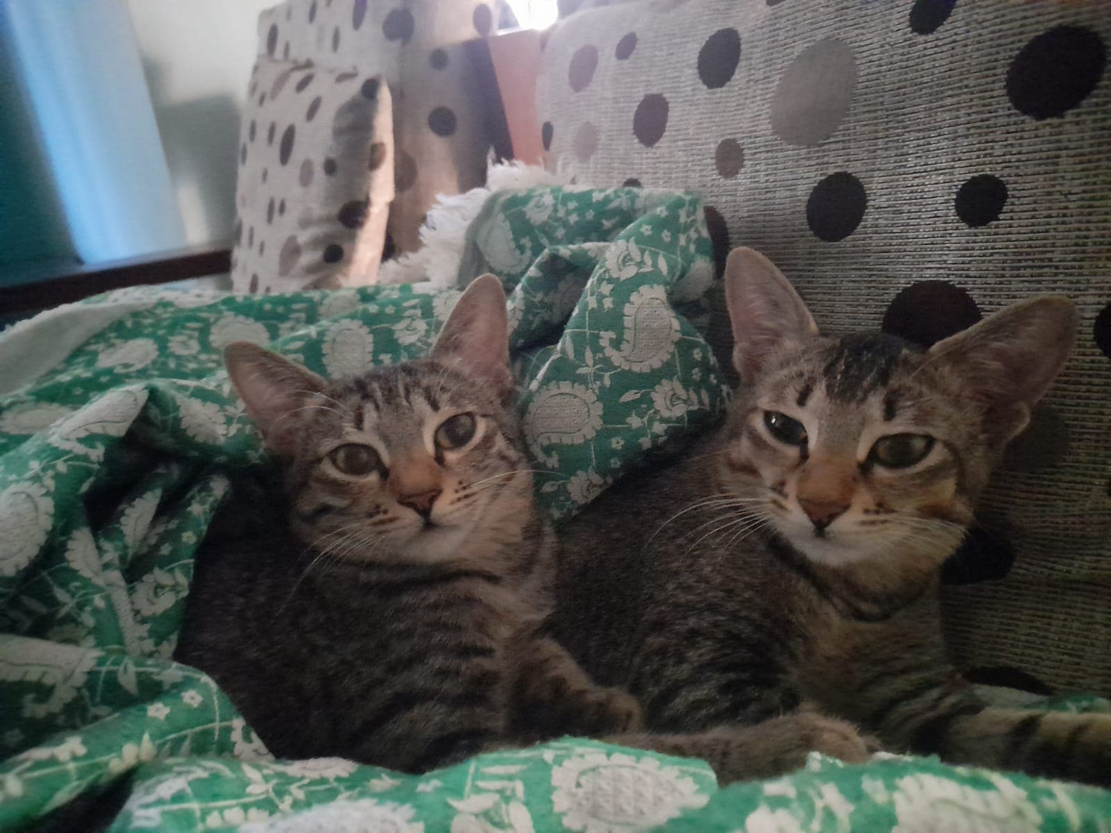 Lilly and Lizzie side by side on a green blanket