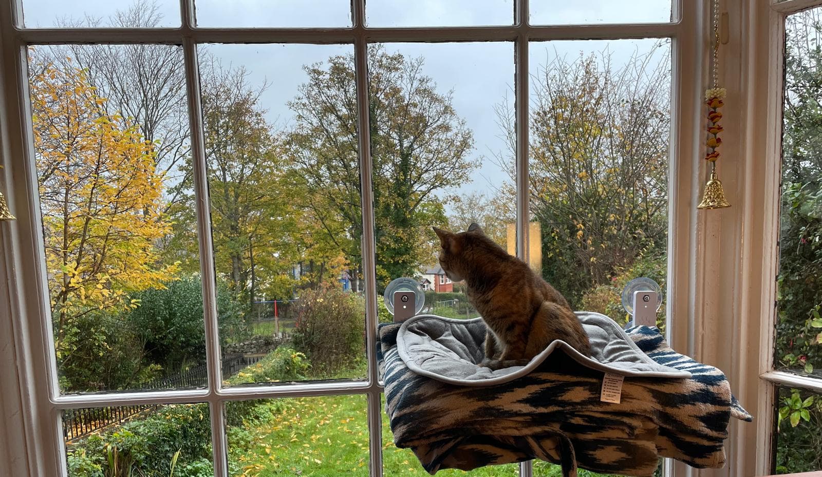 Paataali on a window perch looking out at autumn trees