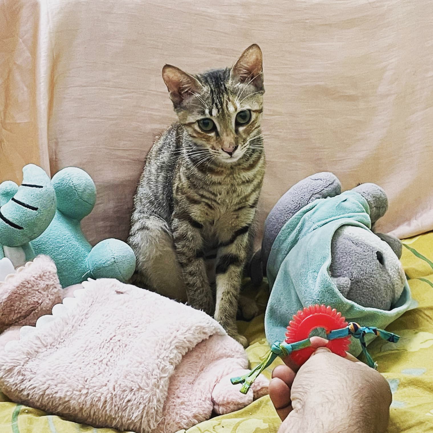 A younger Paataali perched among stationery on a shelf