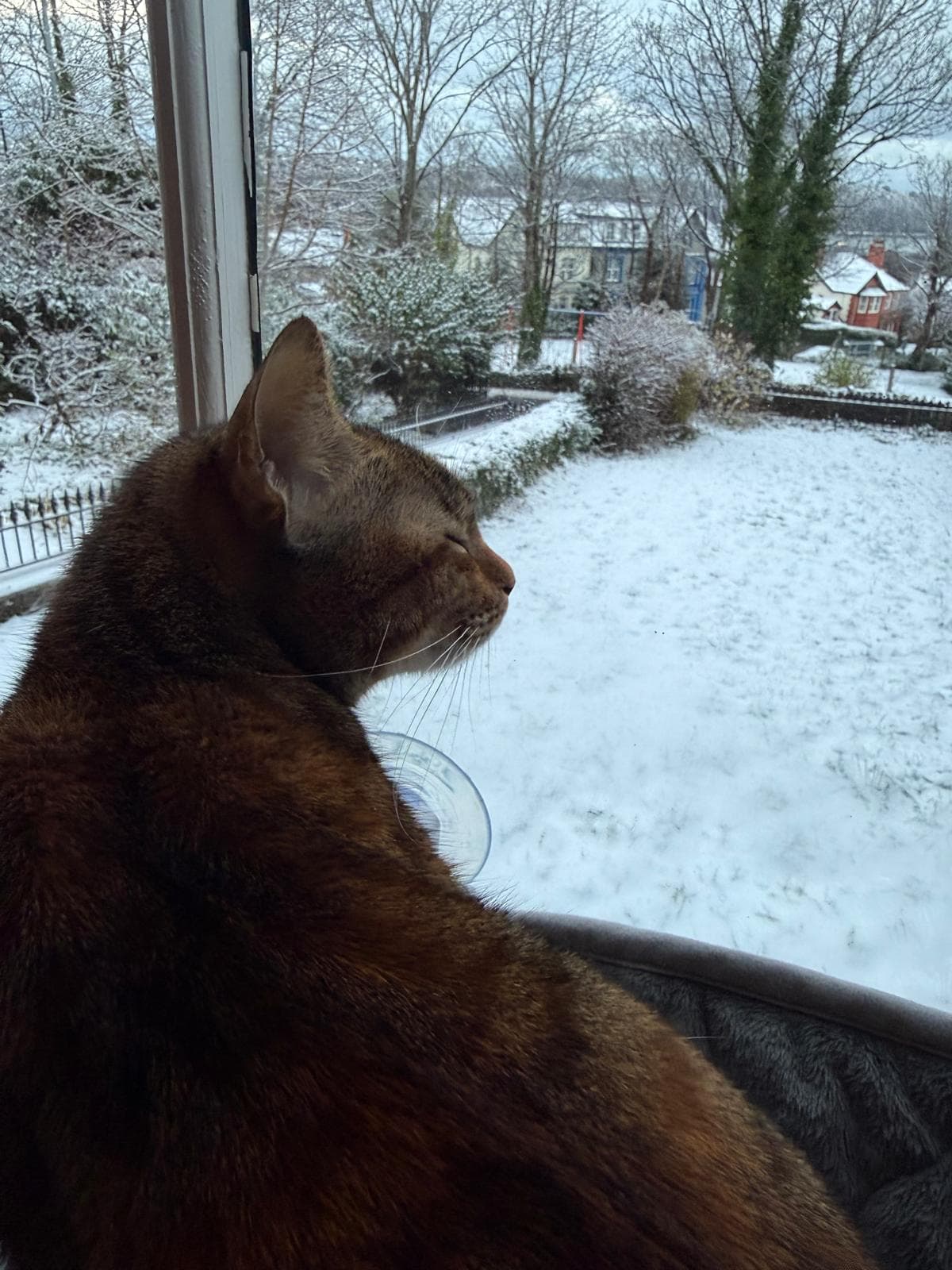 Paataali watching snow fall through a window in the UK