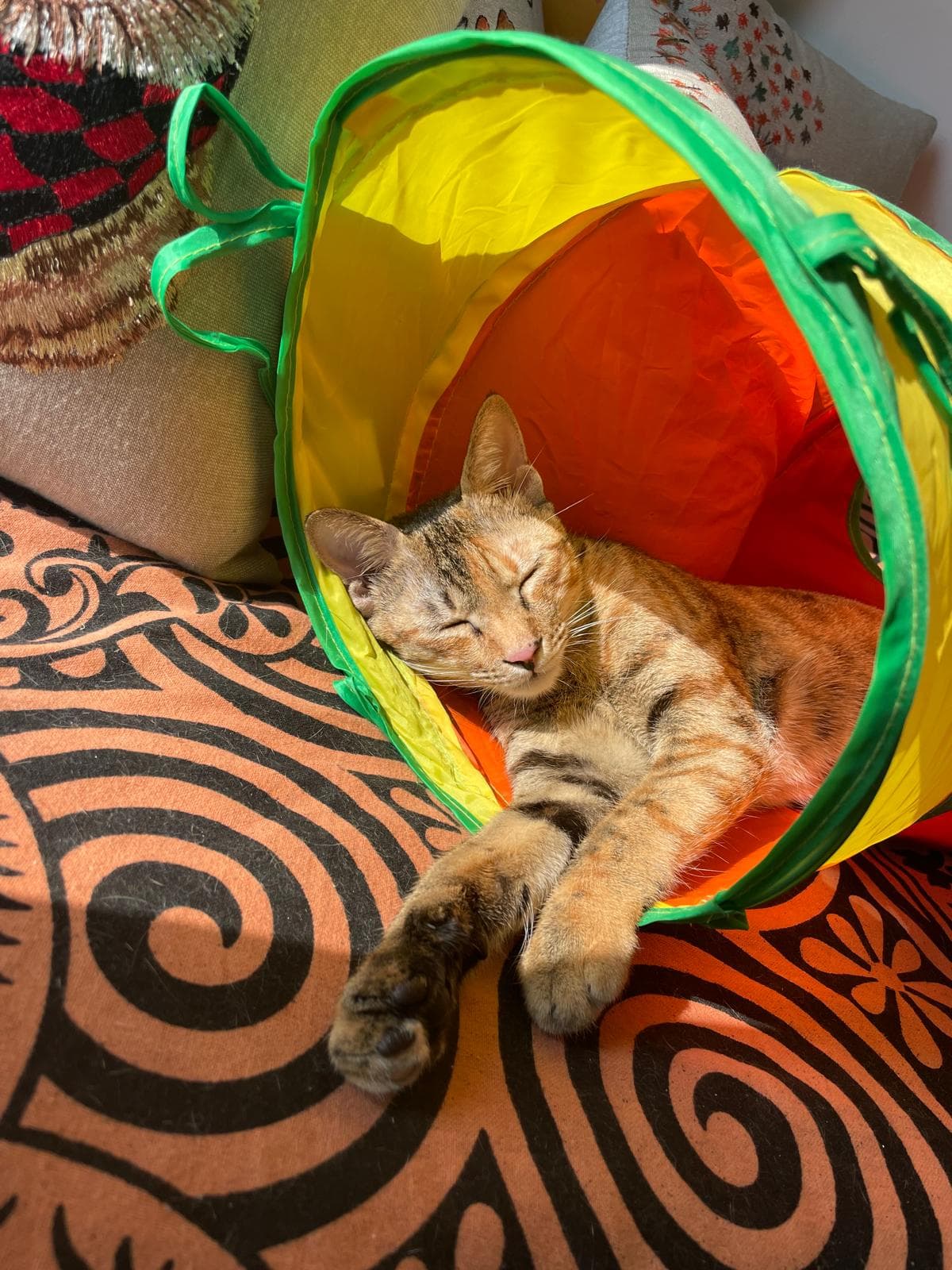 Paataali asleep in a colourful cat tunnel surrounded by Indian textiles